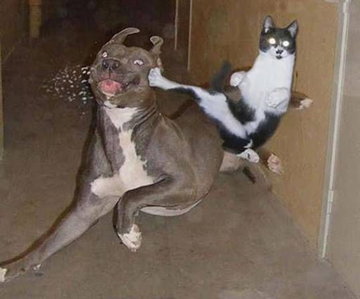 karate.jpg