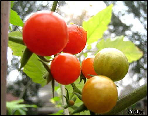 winter cherry tomatoes1