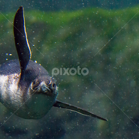 Yes, I see you by Cheryl Waring - Animals Sea Creatures