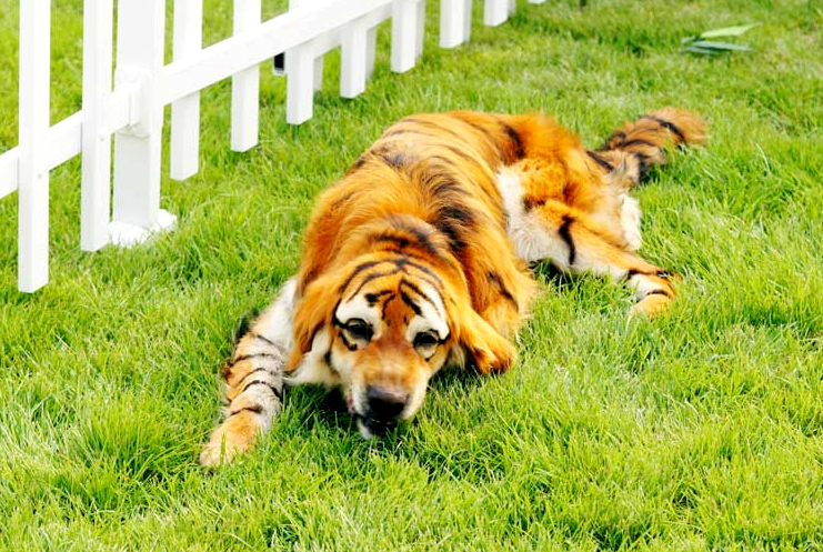 pet park, zhengzhou, парк для животных в китае