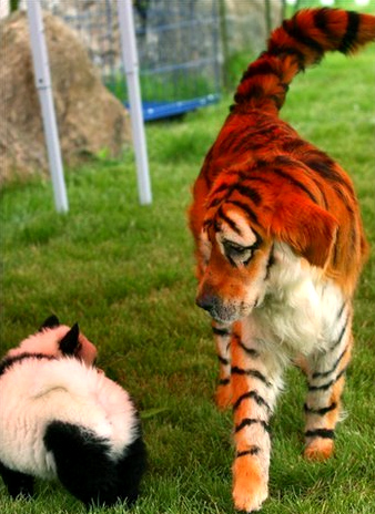pet park, zhengzhou, парк для животных в китае