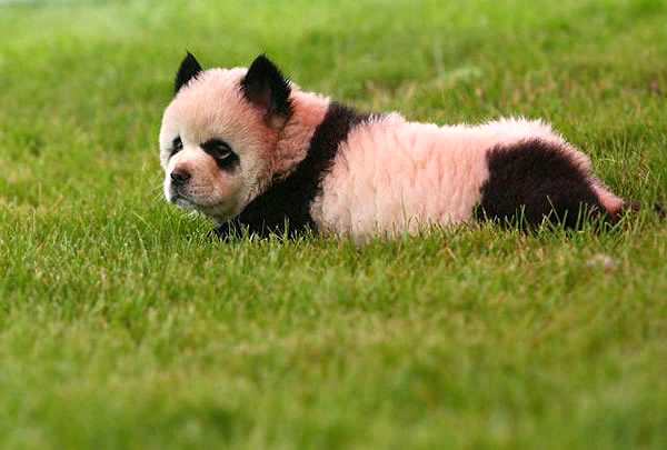 pet park, zhengzhou, парк для животных в китае