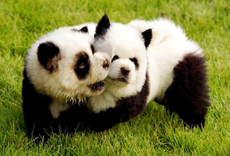 pet park, zhengzhou, парк для животных в китае