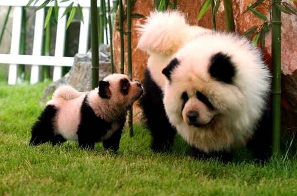 pet park, zhengzhou, парк для животных в китае