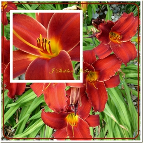 red lilies 2