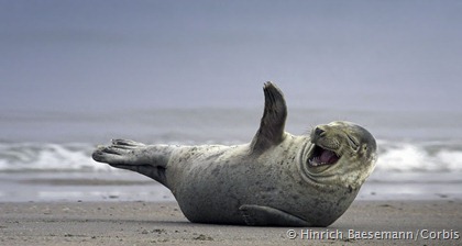 Gray Seal on the beach near Helgoland, Germany
