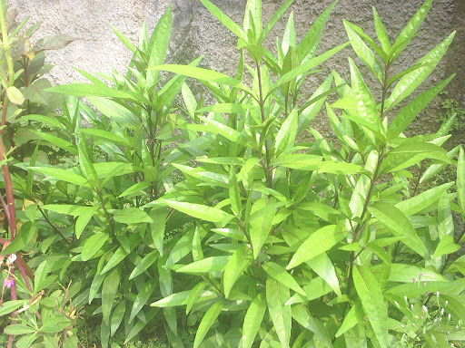  gendarussa Linn/GANDARUSA, Bernafaat untuk mengobati penyakit ...