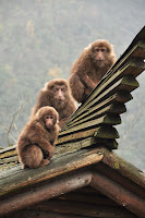 Tibetan Macaques