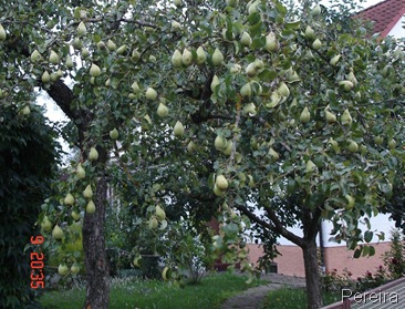 20_pereira