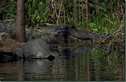 Large Alligator and Turtle