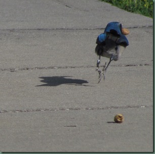 Florida Scrub Jay running away