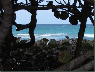 beach view through sea grapes