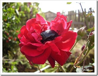 escaravelho_rosa