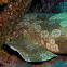 Banded Wobbegong