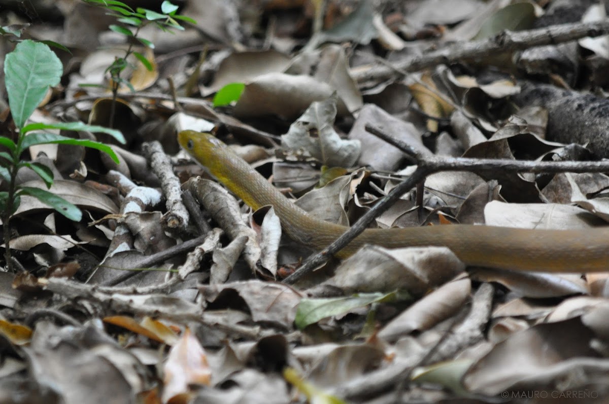 Green Rat Snake