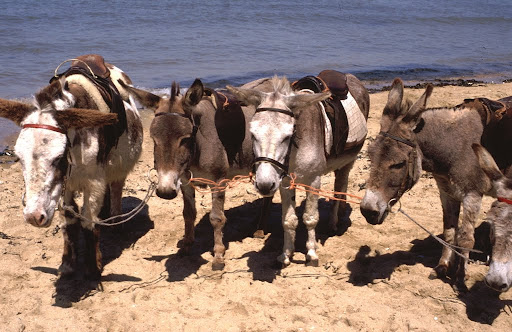 Donkeys On The Beach
