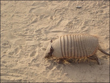Hairy Armadillo in the Sand