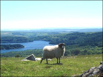 dartmoor sheep