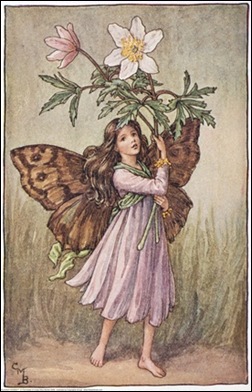 The Windflower Fairy;