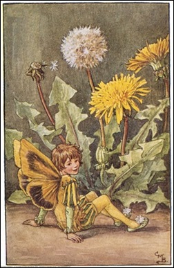 The Dandelion Fairy;