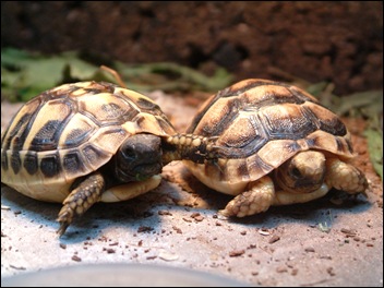 griekse landschildpadden