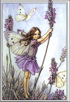 lavender fairy