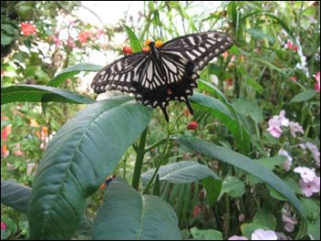 Longleat Butterfly Garden