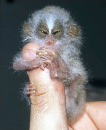 baby loris