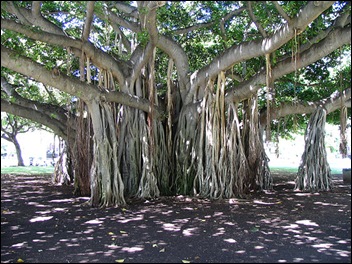 Banyan Tree Aerial Root