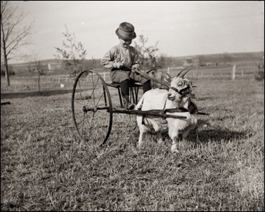 Boy Driving a Goat Cart, ca 1900