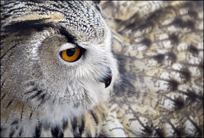 eagle owl