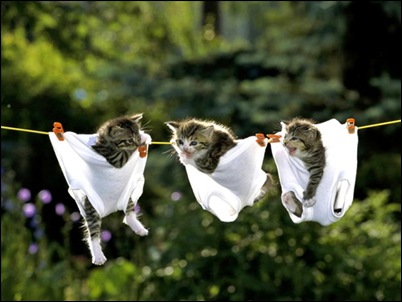 kittens in underwear