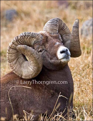 Bighorns