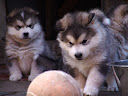 DSC09123.JPG
