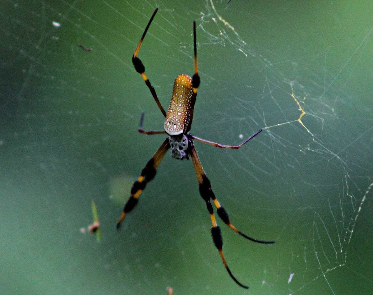 Golden Silk Orb Weaver Spider (female)