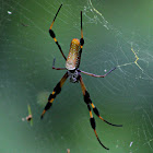 Golden Silk Orb Weaver Spider (female)