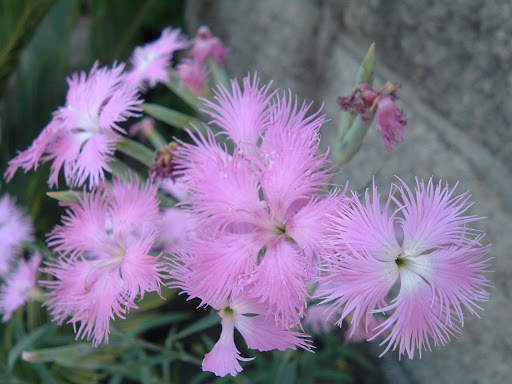 ナデシコ ナデシコ科 最終更新日 09年4月25日 サイト内 ウェブ全体 別名 検索キー 撫子 なでしこ 大和撫子 やまとなでしこ 河原撫子 かわらなでしこ Fringed Pink 撮影日 07年5月29日 大和撫子 やまとなでしこ は 日本女性