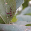 Two-striped Jumper Spider