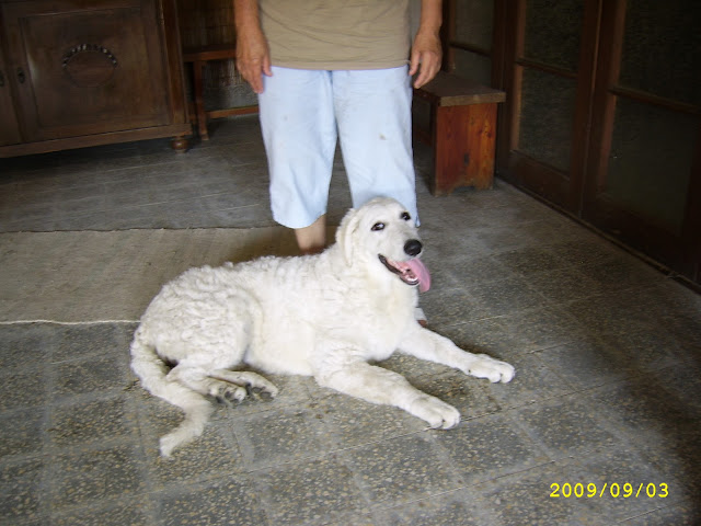 SSA43403_www.kepfeltoltes.hu_.jpg
