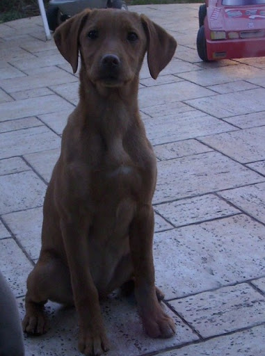 091229%20%287%29%20m%C3%A1solata.JPG