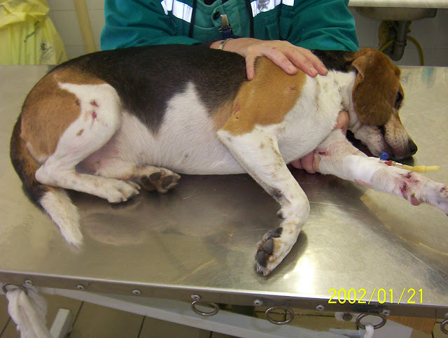 beagle%20004.jpg