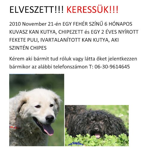 ELVESZETT.jpg
