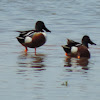 Northern Shoveler Ducks (male)