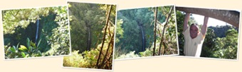 View Lower Puohokamoa Falls