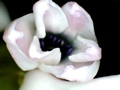 Hyacinth close-up1