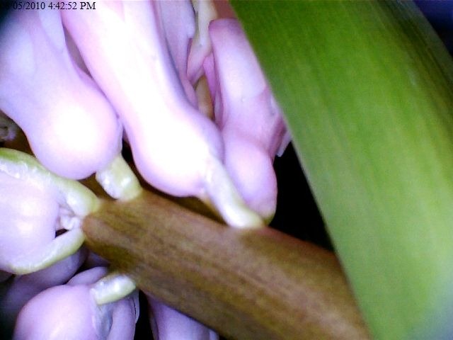 [Hyacinth close-up2[2].jpg]