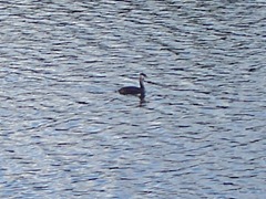 Great Crested Grebe 3