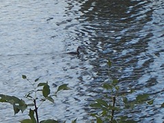 Great Crested Grebe 4