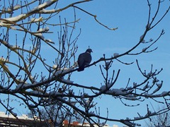 Pigeon in an Ash tree - 06.01.2010
