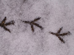 Footprints of a large bird in the snow